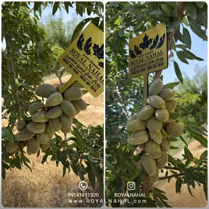 زمین بادام دیم رسول کبیری