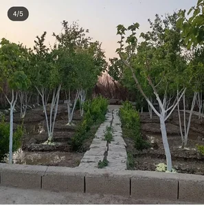 باغچه انار 300 متری شهاب محمدعلی