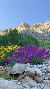 سویت نام آور