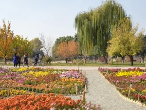 گل های داوودی