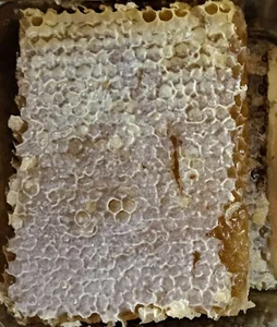عسل رحیمی۲