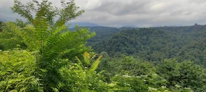 ali kia soltan jungle