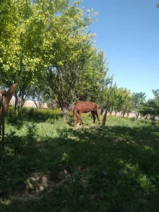 فرخان کهنه