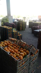 بارفروشی فراست