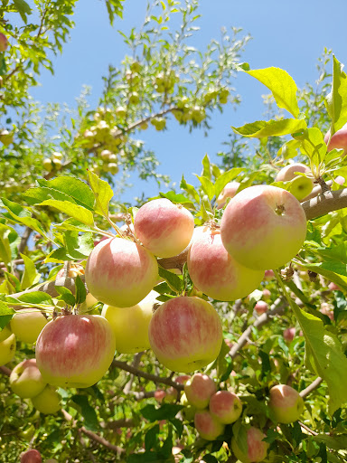 مزرعه تفریحی کشاورزی اسفندیاری
