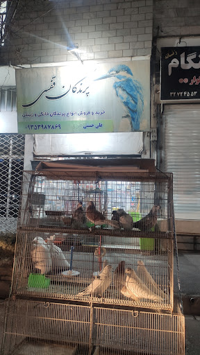 پرنده فروشی حسین