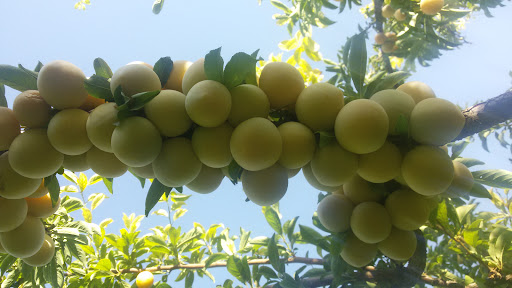 باغ سلطان مراد