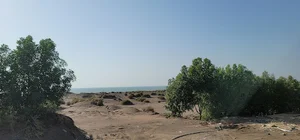 مزرعة نبيل العصيمي واخيه الحديدة asr