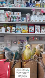 پت شاپ طوطیاهشتگرد
