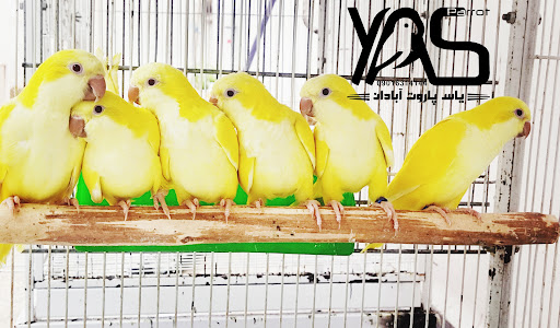 Yas parrot
