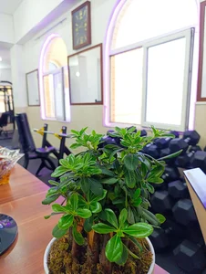 باشگاه بدنسازی ایران 5