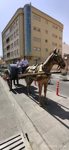 نماد شهری درشکه ران
