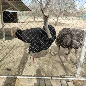 باغ وحش اراک