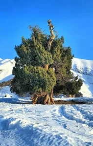 درخت کهن‌سال بانوی شهرستانک