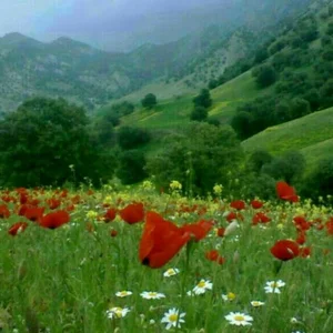 اقامتگاه بومگردی عموحیدر