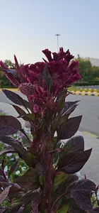 پارکینگ اختصاصی فرودگاه کرمانشاه