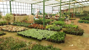 گلخانه ودود