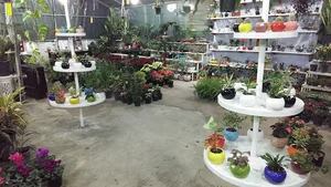 بانک گل بابلسر