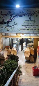 نان فانتزی اقاقیا 4