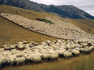 دامداری برادران عباسی