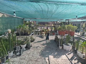 مارکت متین