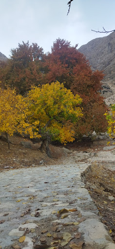 چنار چکان