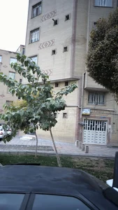 دکتر فریدون معزی 2