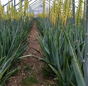 گلخانه الوئه ورا نوری aloevera nouri