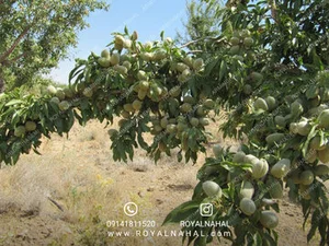 باغهای دیم بادام تیران