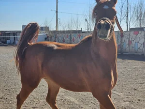 باشگاه سوارکاری نعل 2