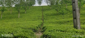 مزارع چای