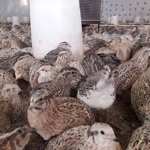 مزرعه پرورش بلدرچین مهر