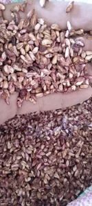 بازرگانی گیاهان دارویی زارع 2