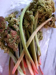 سوپر میوه چهار فصل