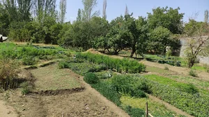 باغچه سبزیجات خاکیان