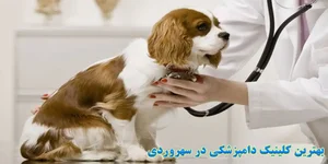 بیمارستان دامپزشکی آبان