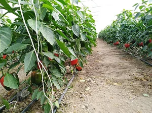 گلخانه غدیر بوستان