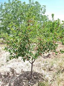 باغ گیلاس باجلان