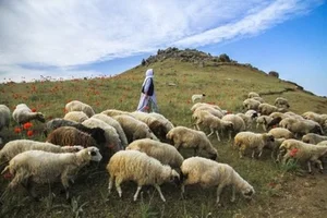 مرغداری شانه چیان