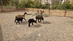 مزرعه دبستان مفید