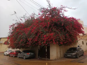 کافه