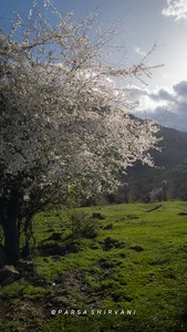 چوتوک