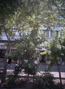 نان فانتزی آفاق 2