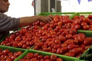 میوه فروشی مرتضی (الفواكه و خضروات الطازجة)