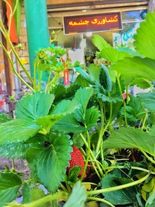 مجموعه کشاورزی چشمه