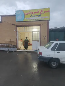مرغ فروشی توحید