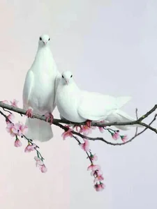 تاکسی تلفنی گل مریم