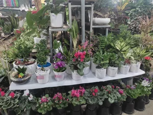 نمایشگاه گل و گیاه ناندینا 4