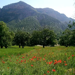 سەیرانگاێ داڵاو(پارک جنگلی دالاو)