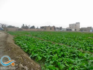 تعویض روغنی و آپاراتی جواد